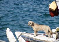 Hund auf See